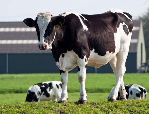 荷斯坦牛-Holstein