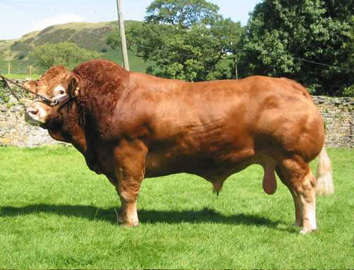利木赞牛-Limousin