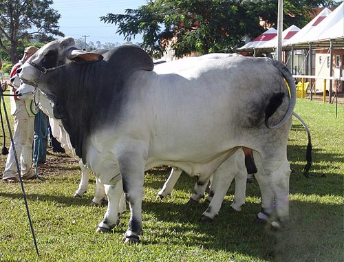 布拉曼牛-Brahman cattle