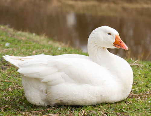 埃姆登鹅（Emden Goose）是一种大型的鹅品种。