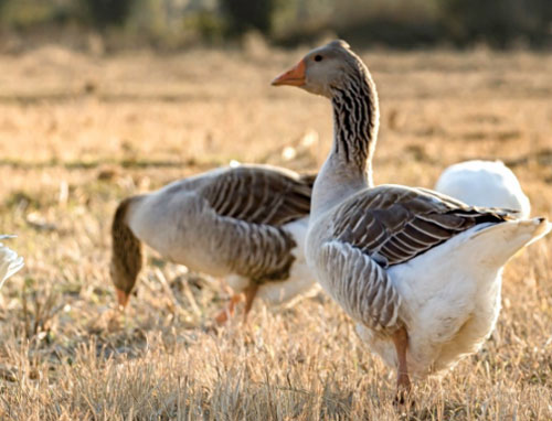 朗德鹅（Landes Goose）又称为西南灰鹅。