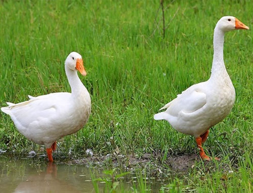 右江鹅是中国广西壮族自治区特有的鹅品种。