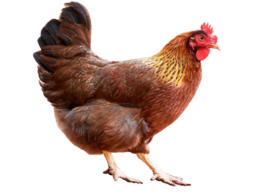鸡是一种常见的家禽几乎所有部位都可以食用